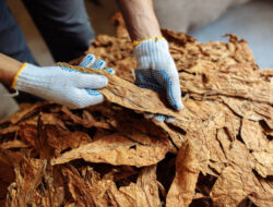 Hari Tanpa Tembakau Sedunia, Begini Pengaruh Industri Rokok Untuk Ekonomi