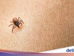 Krisis Lingkungan Berpotensi Sebagai Bikin Penyakit Lyme Makin Merebak