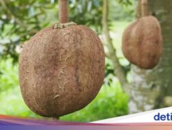 Fakta Durian Gundul hingga Mie Kangkung Ke Blok M yang Viral