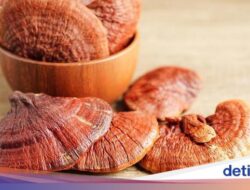 Jaga Kesejaganan Jantung Bersama Konsumsi Sido Muncul Natural Lingzhi