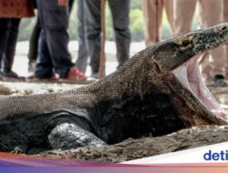 Periode Januari-Juni 2024, Tercatat 129.621 Turis Masuk TN Komodo