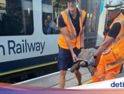 Kereta Ke London Sempat Tertahan Di… Kura-kura