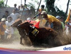 Lomba Karapan Sapi Brujul Upaya Lestarikan Kebiasaan dan Kekayaan Budaya Dunia