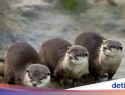 Yeay! Otter Laut yang Terancam Punah Kembali Terlihat Ke Jepang