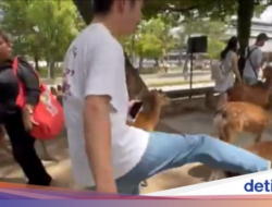 Kok Tega… Pria Barbar Tendang Rusa Di Taman Nara Jepang