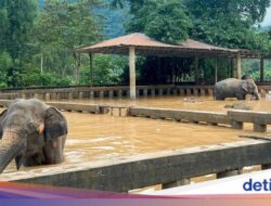 2 Gajah Chiang Mai Mati Pada Bencana Alam, Taman Nasional Dihujat