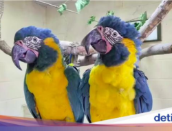 Dua Macaw Leher Biru Terbang Bebas Untuk Bonbin, Nyasar Sejauh 96 Km