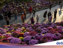 Terpesona Indahnya Bunga Warna-warni Di Taman Beijing