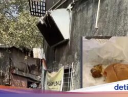 Viral! Netizen Ini Temukan Cloud Kitchen Jorok Di India