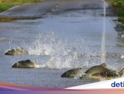Kejadian Luar Biasa Unik! Puluhan Ikan Salmon Menyebrang Jalan Di Bencana Alam