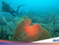 Menyelami Keindahan Laut yang Menakjubkan Di Aceh