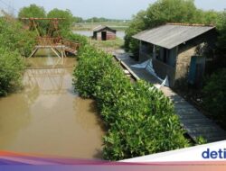 Diterjang Rob, Wisata Mangrove Di Pati Rusak Parah
