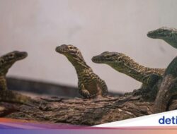 13 Anak Komodo Bertahan Hingga Alam Liar Tanpa Ibu, Belajar Manjat Untuk Hidup