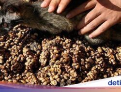 5 Minuman Kafein Termahal Asal Indonesia, Ada yang Sampai Rp 21 Juta per Kg