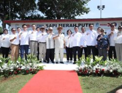 BRI Dukung Langkah Sapi Merah Putih, Dorong Swasembada Ketahanan Pangan Nasional