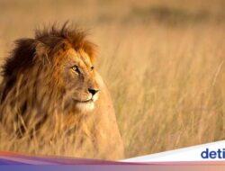 Singa dan Hyena Ternyata Berperilaku Beda Pada Turis Datang