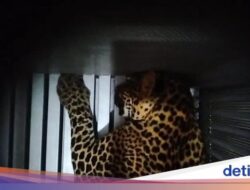 Di Mana Asal Macan Tutul yang Kabur Hingga Lembang Park & Zoo?