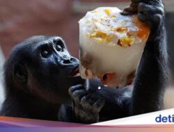 Musim Panas Ekstrem, Hewan Di Kebun Binatang Praha Disuguhi Es Segar