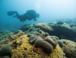 Terumbu Karang Mediterania Terbesar Ke Kroasia Terancam Bersama Pemanasan Internasional