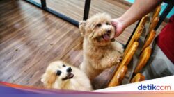 Hotel Anjing Hingga Bandara, Dari Sebab Itu Solusi Buat Pemilik Hewan Peliharaan
