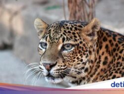 Macan Tutul Jawa, Kucing Besar yang Misterius