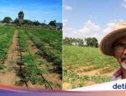 Banting Setir Karena Itu Petani, Ilmuwan Ini Sukses Bikin Harga Jual Kelor Melesat!