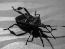 Ngeri! 280 Ribu Warga AS Disebut Idap Penyakit Chagas, Ditularkan ‘Kissing Bug’
