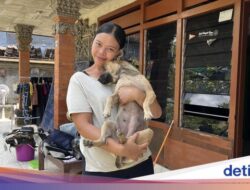 Seekor Anjing Bersama Sebab Itu Pahlawan Hingga Di Genangan Air Denpasar, Dipuji Ri Prabowo