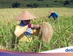 Saatnya Menghargai Petani Lewat Setiap Suapan Nasi