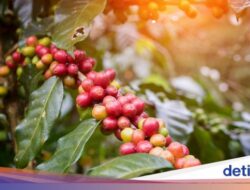 4 Keunikan Minuman Ambal Kebumen, Tumbuhnya Di Pesisir Pantai Selatan