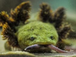 Naga Aneh, Amfibi Terlangka Di Dunia Hidup Di Danau Pátzcuaro