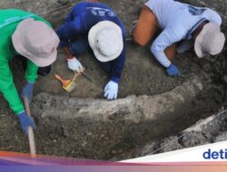 Fosil Gajah Purba Raksasa Utuh Ditemukan Ke Nganjuk