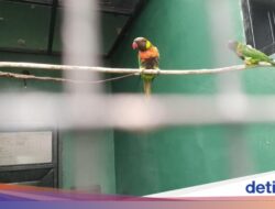 Didalam Inggris Kembali Di Habitat Aslinya Di Bali