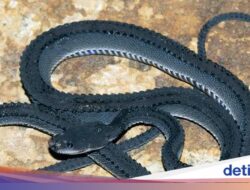 Kok Bisa Ada Naga Jawa Hingga Sanggabuana?