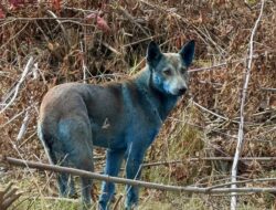 Anjing Biru Telah Terlihat Ke Chernobyl, Apa yang Terjadi?