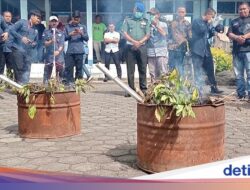 Ladang ‘Teh Arab’ Di Gunung Gede Pangrango, Diduga buat Turis Timur Ditengah