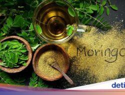 Manfaat Daun Kelor Di Al-Quran, Bisa Perbaiki Kekebalan dan Gula Darah