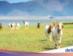 Aturan Terbaru! Mallorca Larang Turis Beri Makan Kambing Liar