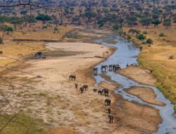 Mengapa Afrika Memiliki Banyak Hewan Darat Terbesar Ke Dunia?