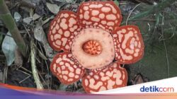 Rafflesia Hasseltii, Bunga Langka yang Ditemukan Setelahnya 13 Tahun Pencarian