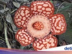 Rafflesia Hasseltii, Bunga Langka yang Ditemukan Setelahnya 13 Tahun Pencarian