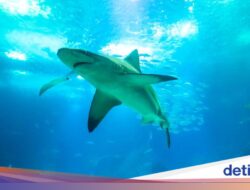 Liburan Berujung Petaka, Turis China Digigit Hiu Pada Bikin Konten