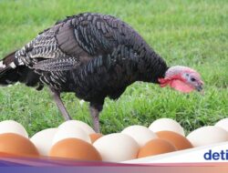 Kenapa Ya Telur Kalkun Tak Dikonsumsi Seperti Telur Ayam?