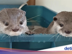 Kotaro dan Hana, 'Selebriti Instagram' Berang-berang yang Doyan Banget Seafood