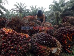 Penataan Kawasan Hutan Dinilai Kunci Tata Kelola Industri Sawit Hingga Didepan