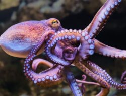 Trend Populer Ledakan Gurita Langka Mengamuk Perairan Inggris