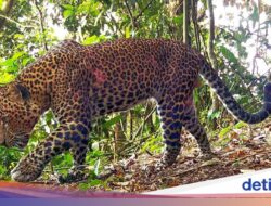 Macan Tutul-Harimau Jawa yang Beda Nasib