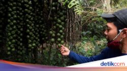 Cagar Alam Depok Direvitalisasi, Semoga Bukan Sekadar Taman Kota Biasa