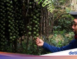 Cagar Alam Depok Direvitalisasi, Semoga Bukan Sekadar Taman Kota Biasa