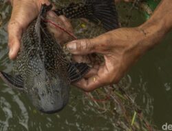 Viral Siomay hingga Abon ‘Ikan Sapu-sapu’, Amankah Dikonsumsi? Ini Kata Pakar